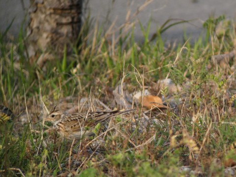 img_1550 img_1550