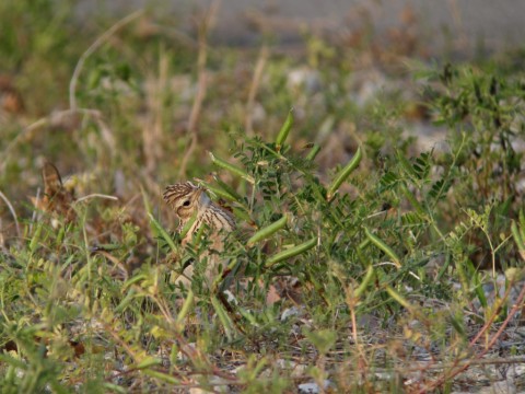 img_1551 img_1551