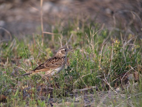 img_1558 img_1558