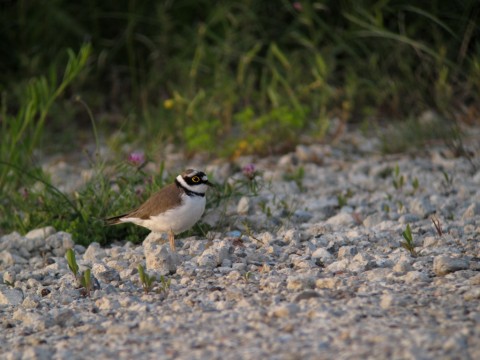 img_1600 img_1600