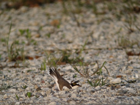 img_1621 img_1621