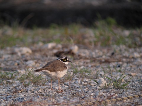 img_1640 img_1640