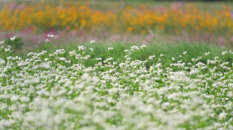 IMG_1142