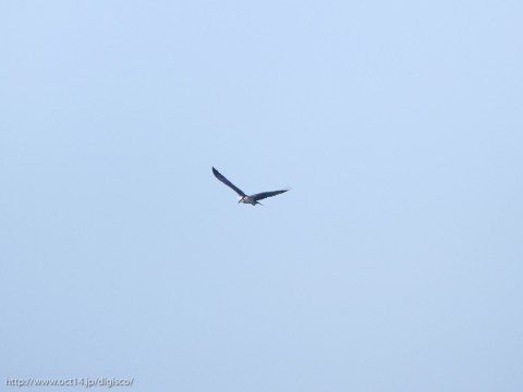 IMG_1778