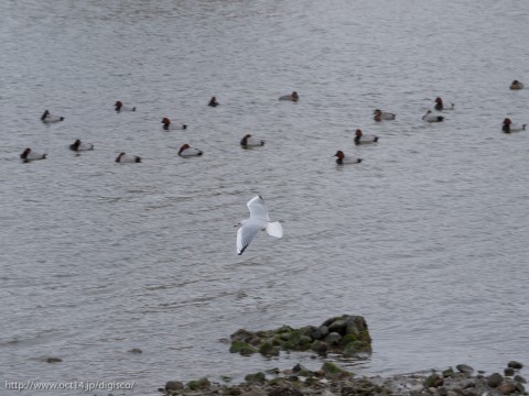 P1130311
