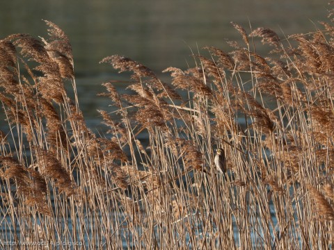 P1130530