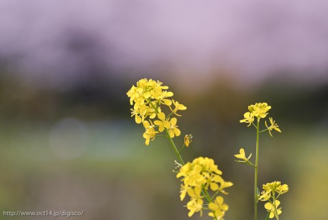 DSC_0332