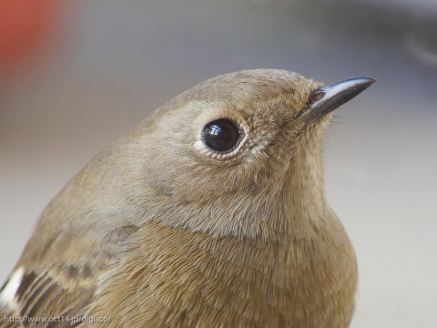 P1000350-2