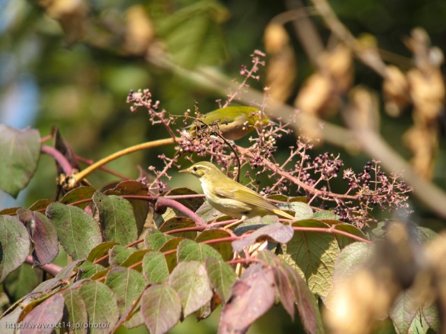 20101106-IMG_3530